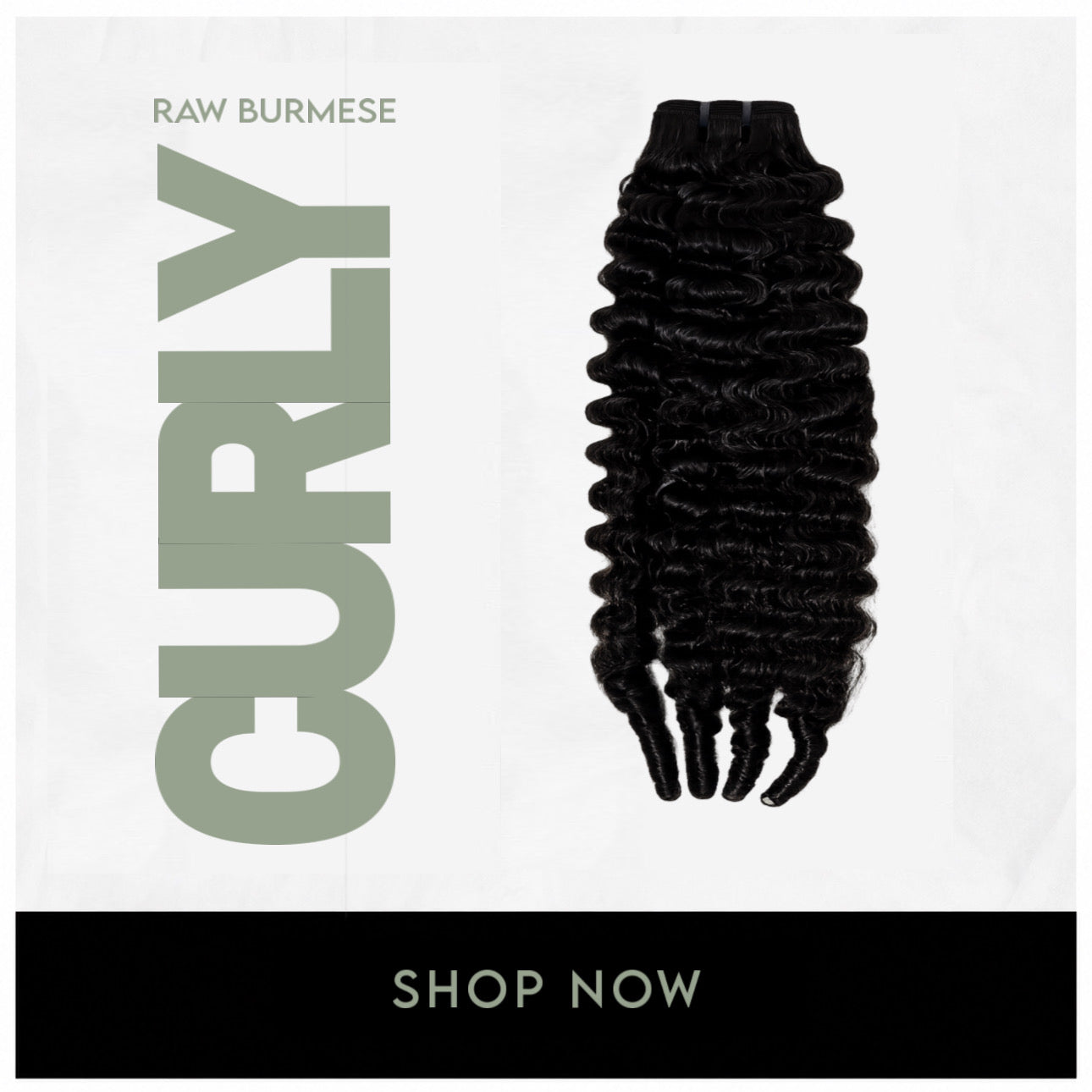 Raw Curly Burmese